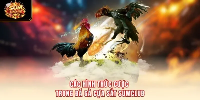 Các hình thức cược trong đá gà cựa sắt SumClub