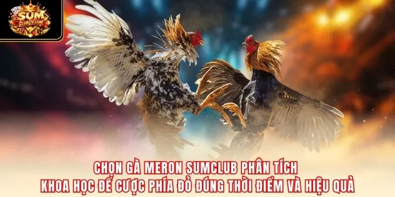 Chọn gà Meron SumClub phân tích khoa học để cược phía đỏ đúng thời điểm và hiệu quả