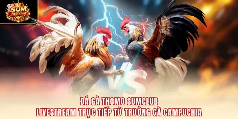 Đá gà Thomo SumClub livestream trực tiếp từ trường gà Campuchia