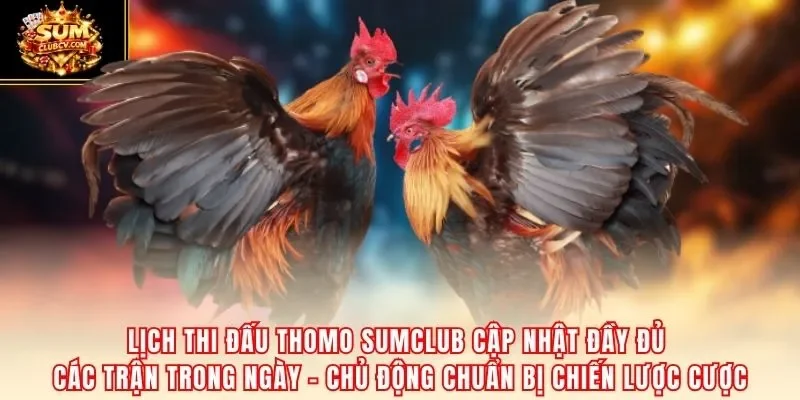 Lịch thi đấu Thomo SumClub cập nhật đầy đủ các trận trong ngày – chủ động chuẩn bị chiến lược cược