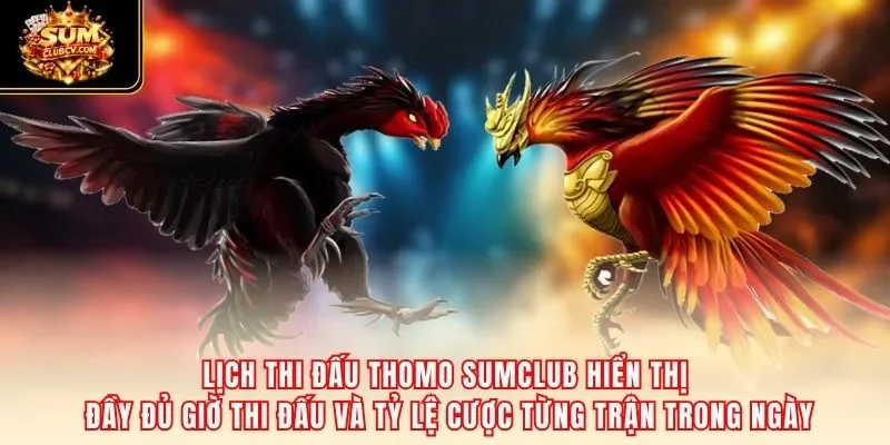 Lịch thi đấu Thomo SumClub hiển thị đầy đủ giờ thi đấu và tỷ lệ cược từng trận trong ngày