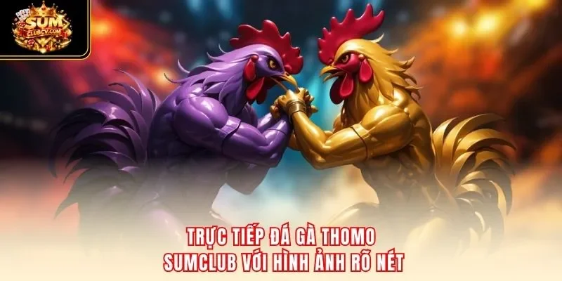 Trực tiếp đá gà Thomo SumClub với hình ảnh rõ nét